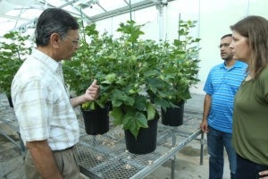 Breakthrough positions cotton as food source