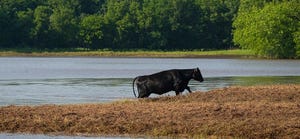 Oklahoma State cattle postflood2.jpg