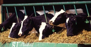 Dairy cows eating USDA.jpg