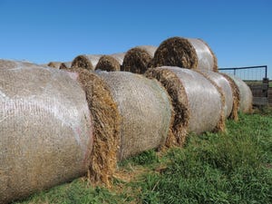 Take care with net wrapped hay bales for cattle