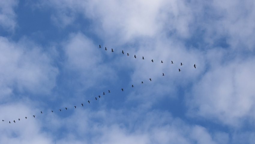 flock-4981778_1920.jpg flock-4981778_1920.jpg