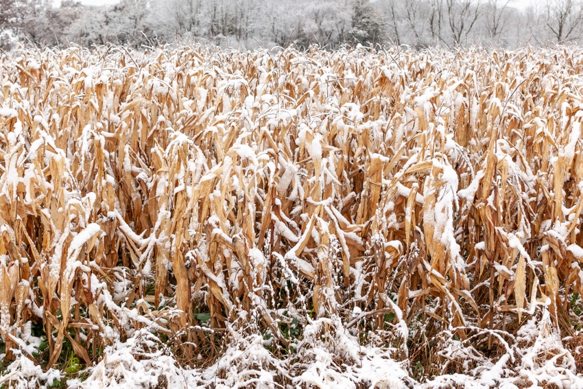 corn crop covered in snow in winter