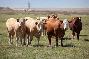 LIVESTOCK MARKETS: Expanding drought tightens feed situation