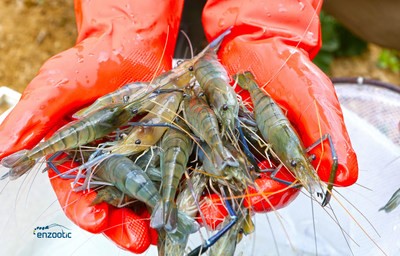 New high-quality shrimp genome assembly focuses on females