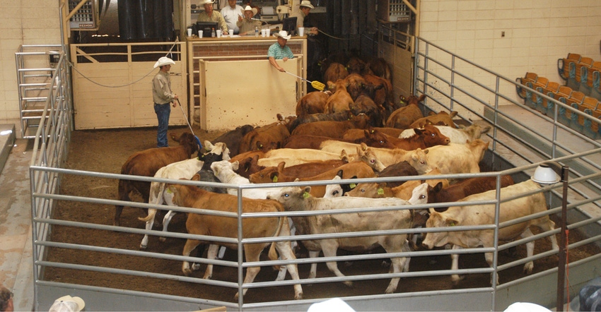 Bill protects cattle producers from dealer payment default