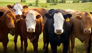 N&H TOPLINE: New tools developed to mitigate fescue toxicosis in beef cattle