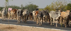 Indian court suspends cattle slaughter ban