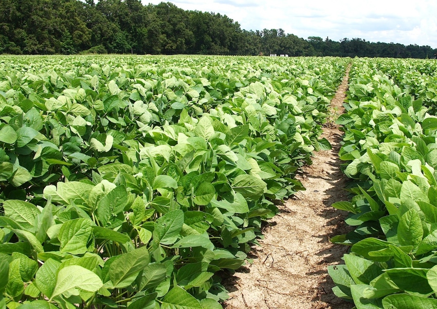 EPA asked to seek stay of dicamba court order
