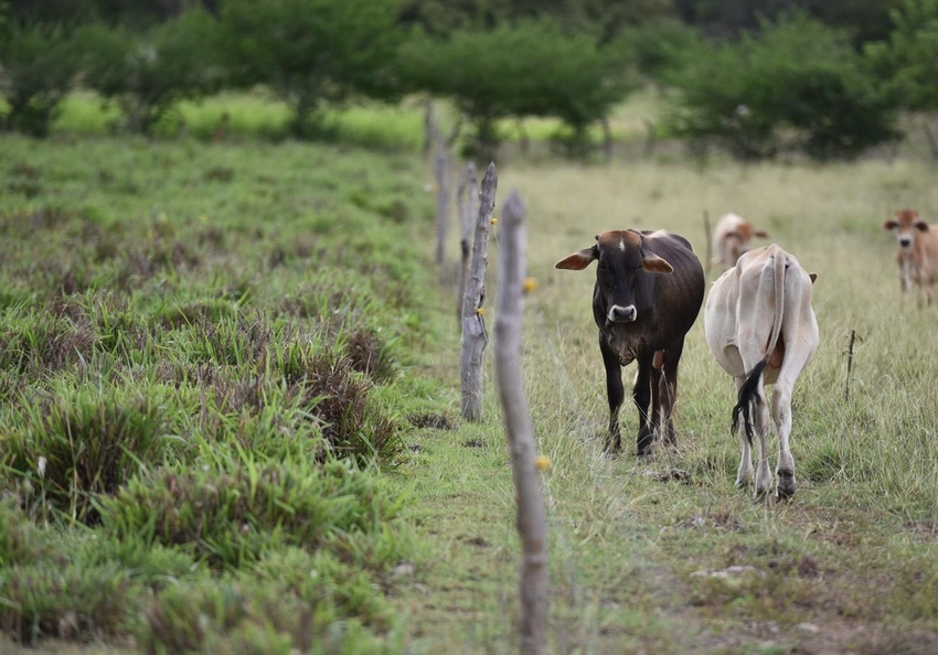 Healthy pastures may limit nitrous oxide effects from grazing cattle