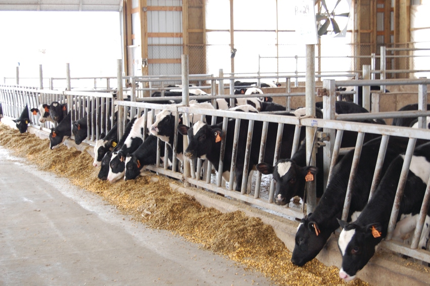 N&H TOPLINE: Raising too many heifers may hit dairy profitability