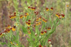 Livestock producers should be aware of small-headed sneezeweed