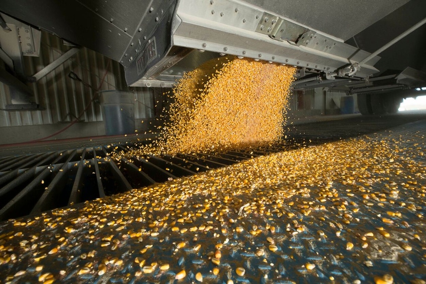 Corn unloading at feed mill.jpg