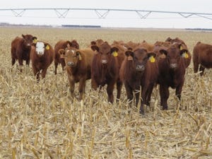 Cattle grazing fields have minimal effect on soil compaction