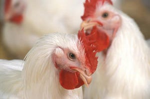 N&H TOPLINE: Avian flu from abroad can spread in North American poultry, wild birds