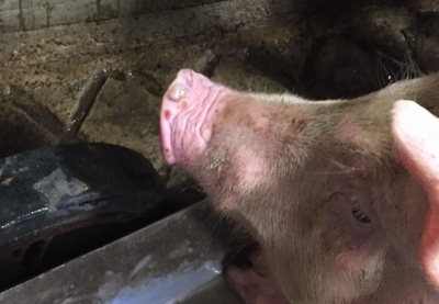 Swine disease keeps animal health officials busy