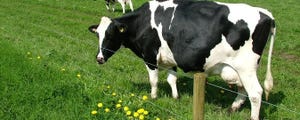 Aarhus vitamin E dairy cow.jpg