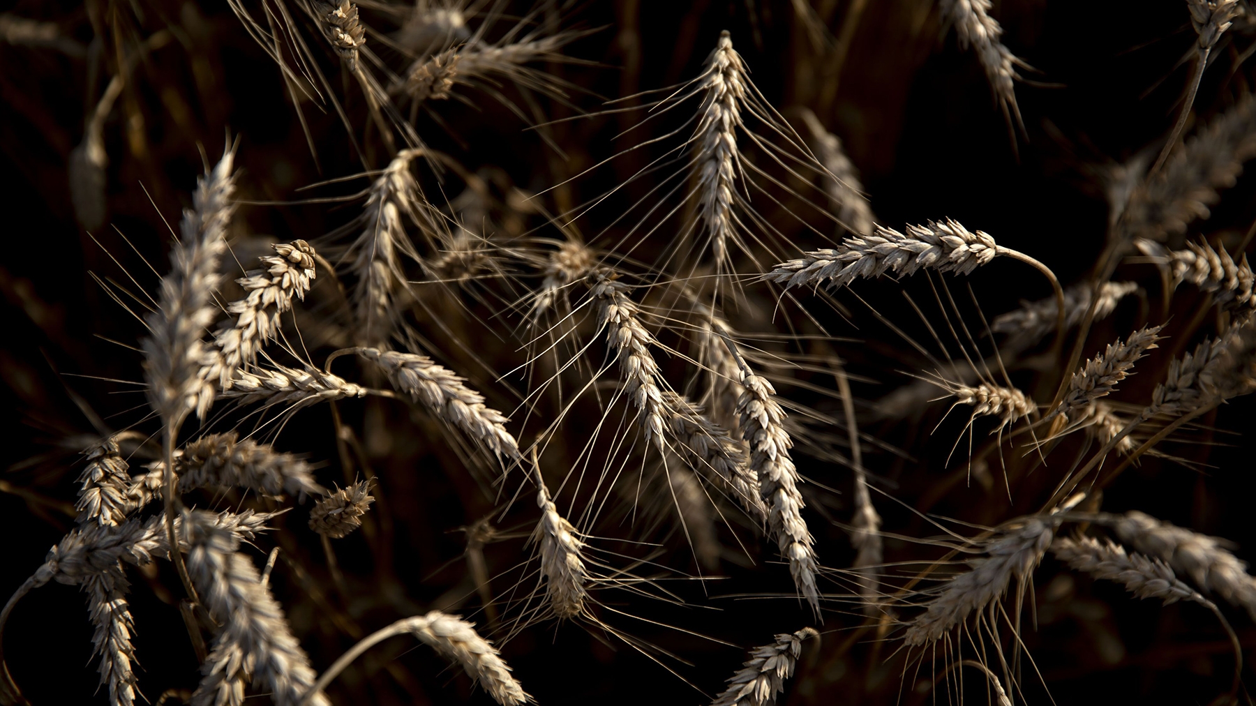 Why China is cancelling U.S. wheat shipments - Vimarsana News