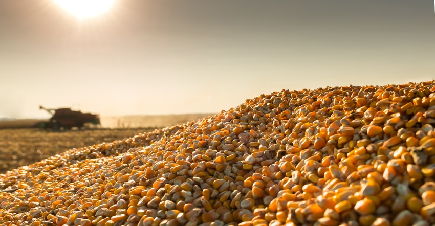 Corn harvest on a farmland in sunset