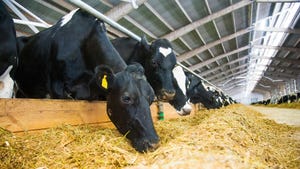 Dairy cows eating feed in freestall barn