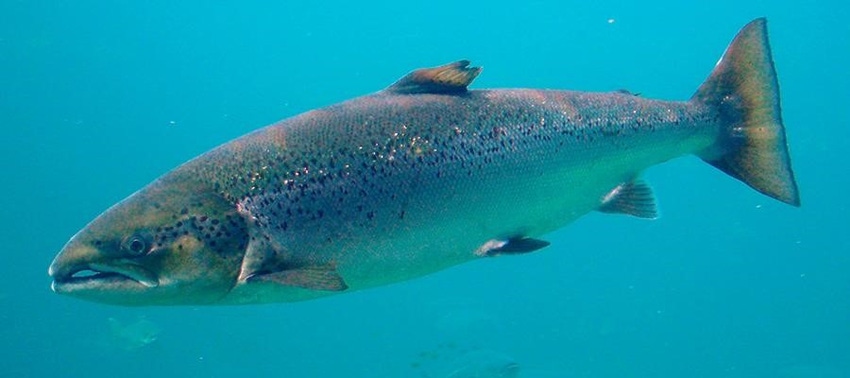 Roslin salmon sea lice.jpg