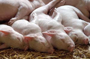 Infection in pregnant sows may lead to antisocial piglets