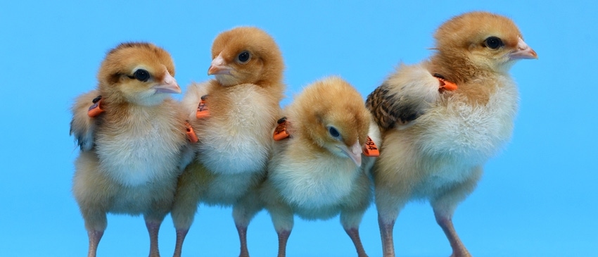 Egg-free surrogate chickens produced in bid to save rare breeds