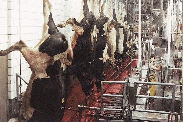 USDA sued for not preventing inhumane slaughter