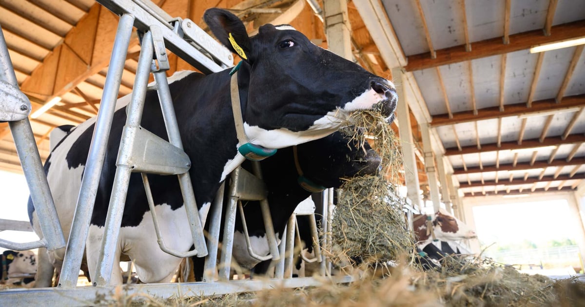 Cow collars flag problems before they become serious