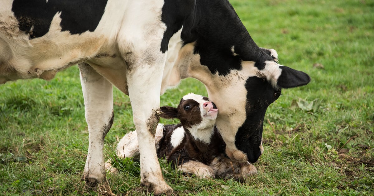 Milk fever may be more complex than a calcium deficiency in cows