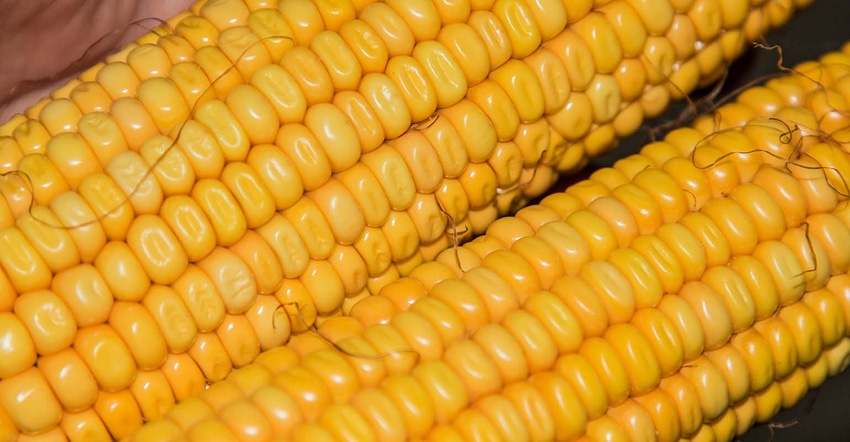 Two ears of dent corn