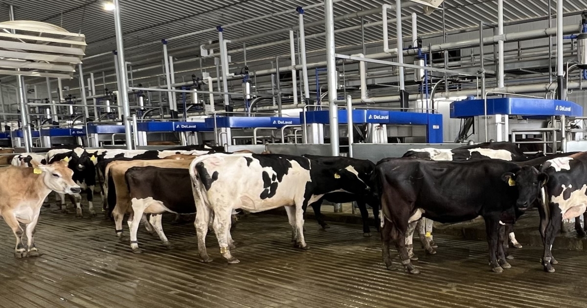 DeLaval introduces new approach to large herd robotic milking