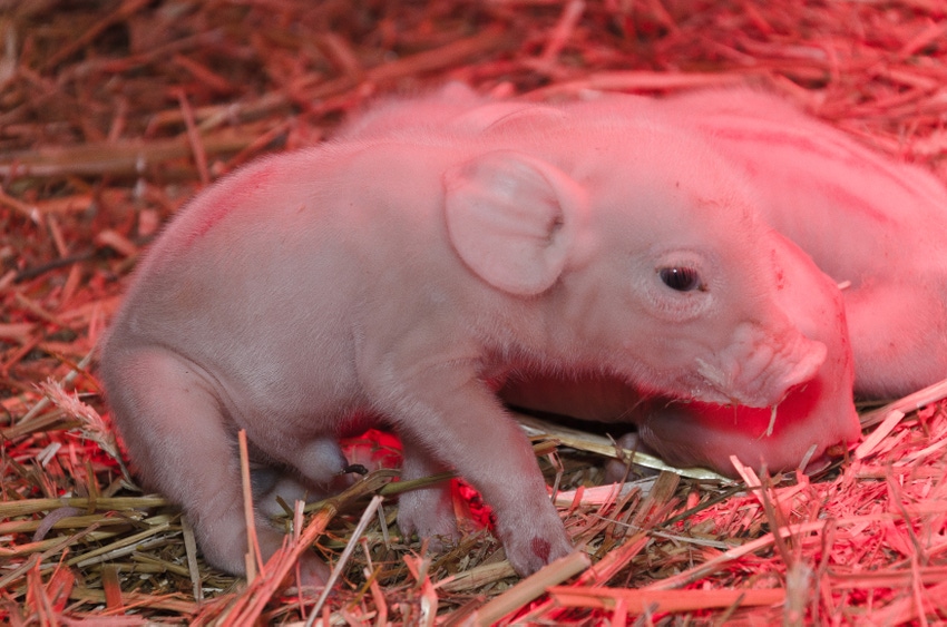 N&H TOPLINE: 'Shaking piglets' attributed to unidentified virus