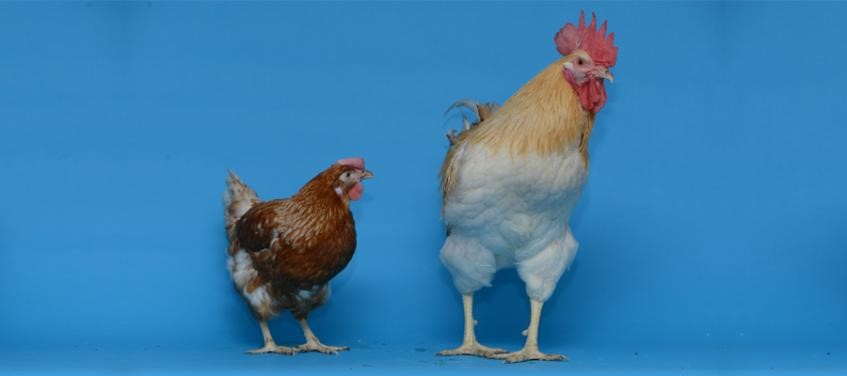 Gene expression tied to dimorphism in chickens