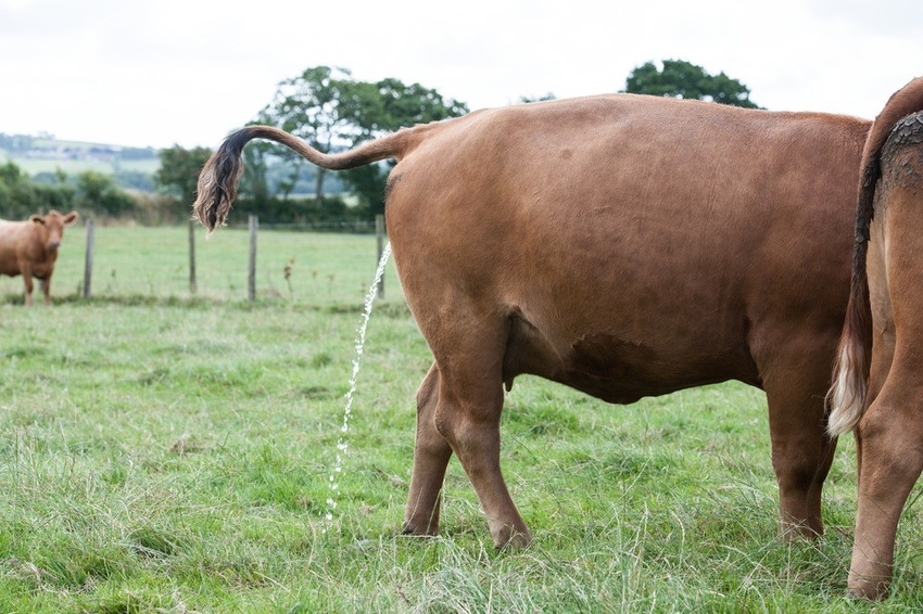 Rothamsted cow on pasture.jpg