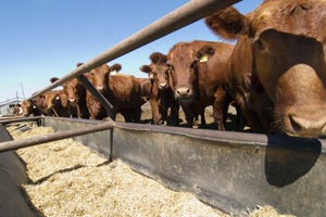 cattle feedlot feed bunk-shutterstock_918722.jpg