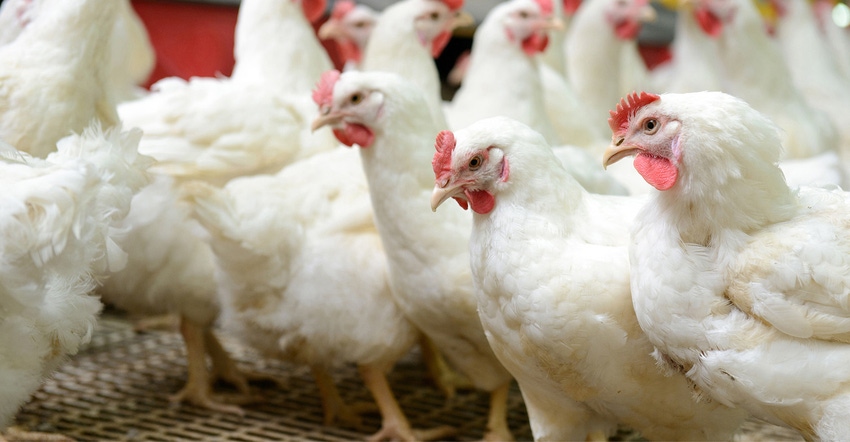 close-up-of-group-of-white-chickens-on-a-farm-ThinkstockPhotos-469506120-web.jpg