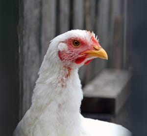 Chronic stress causes genetic changes in chickens