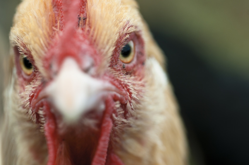 California detects new case of Newcastle disease