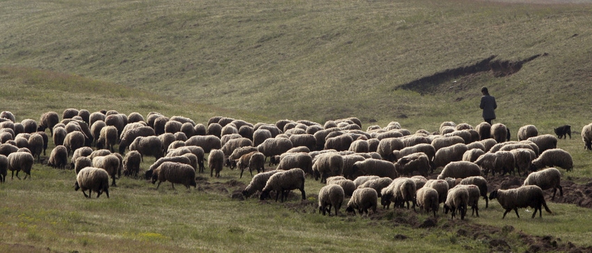 sheep on pasture_Nenadpress_iStock-481454727 cropped.jpg