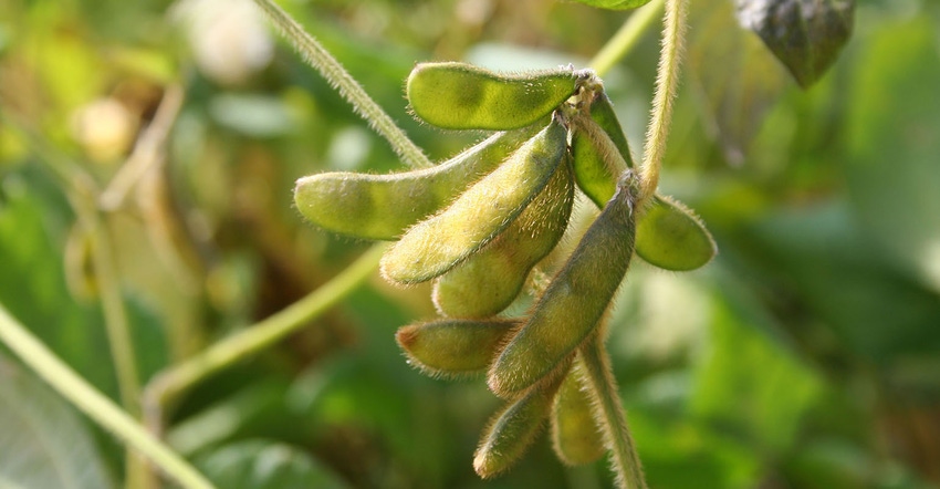 Close-up of soybean pods in soybean field.