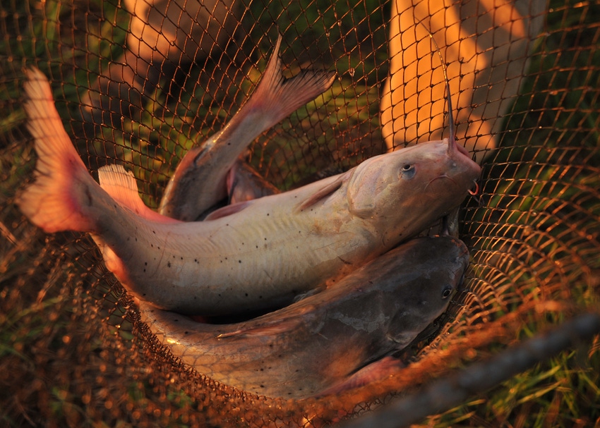 Mississippi State catfish net.jpg