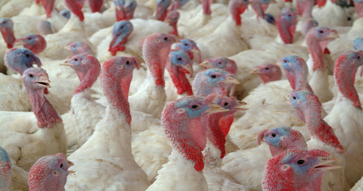 Hormel completes sale of whole-bird turkey business to LSI
