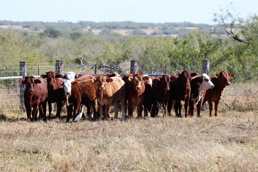 Kings Ranch cattle.jpg