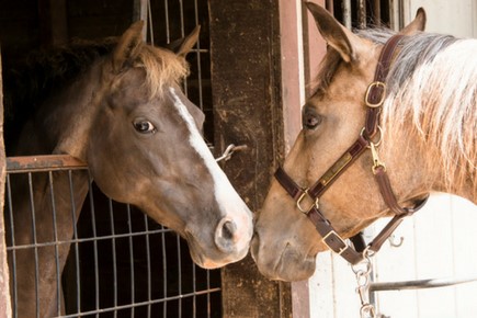 AAEP updates biosecurity guidelines for horses