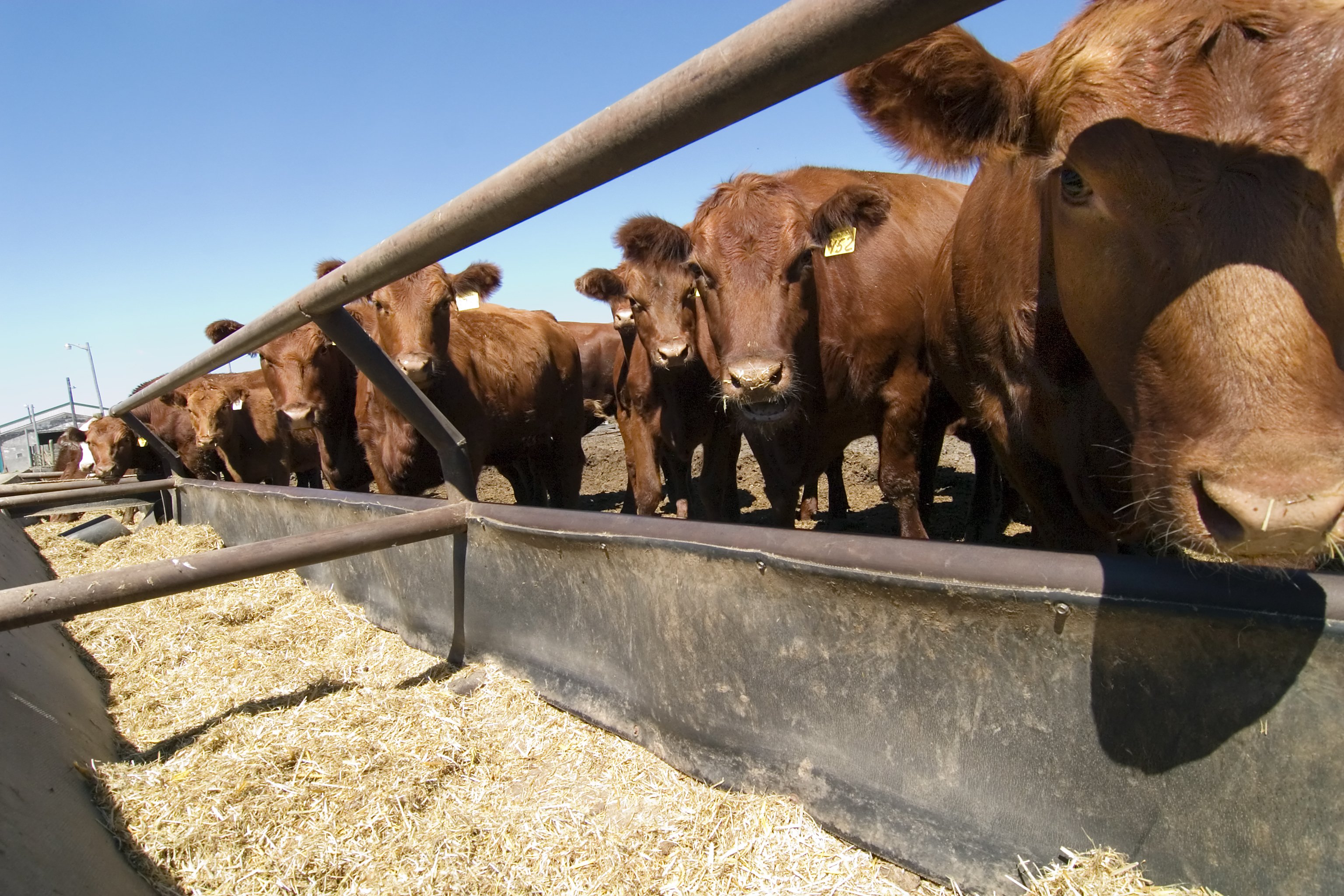 Grants seek to address liver abscess formation in cattle - Vimarsana News