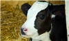 Reducing age at first breeding, calving possible