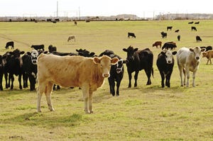 Combining ear tags, implants stimulates cattle growth