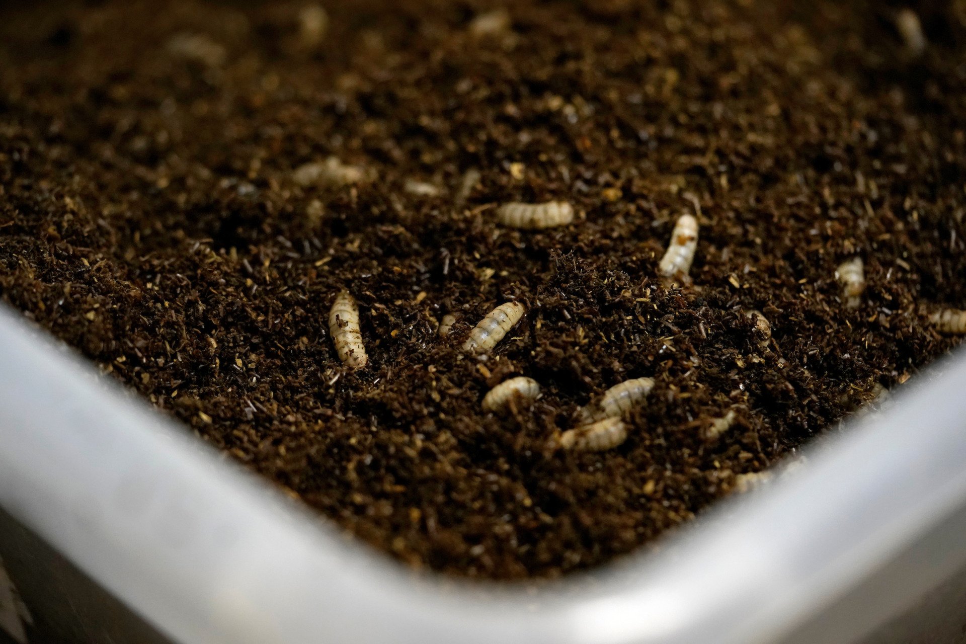 Research looks to transform manure into protein - Vimarsana News