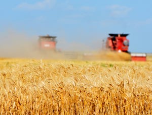 Project aims to boost global wheat yields
