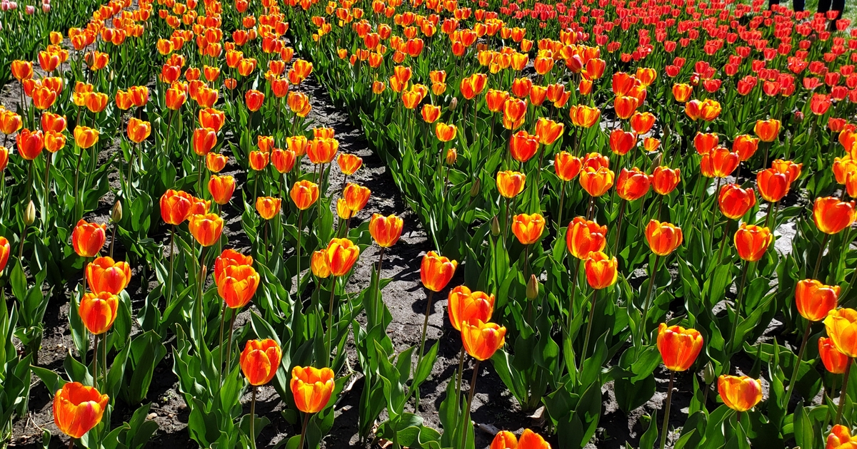 Why Is Tip Toe Thru The Tulips Scary Tip toe through the tulips